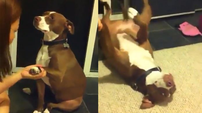 Anjing Pitbull ini Pura-pura Mati Ketika Hendak Potong Kuku